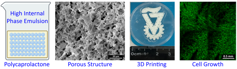 Emulsion-templated Macroporous Polycaprolactone: Synthesis, Degradation, Additive Manufacturing, and Cell-growth