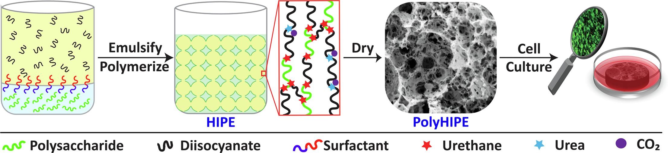 Polysaccharide-based, Emulsion-templated, Porous Poly(urethane urea)s: Composition, Catalysis, Cell Growth