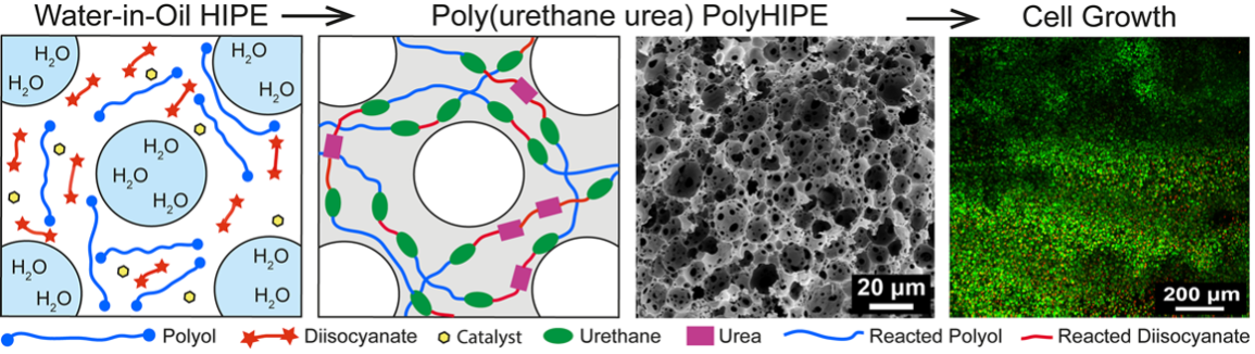 Porous Polycaprolactone and Polycarbonate Poly(urethane urea)s via Emulsion Templating: Structures, Properties, Cell Growth